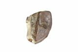 Partial Triceratops Shed Tooth - Montana #72497-1